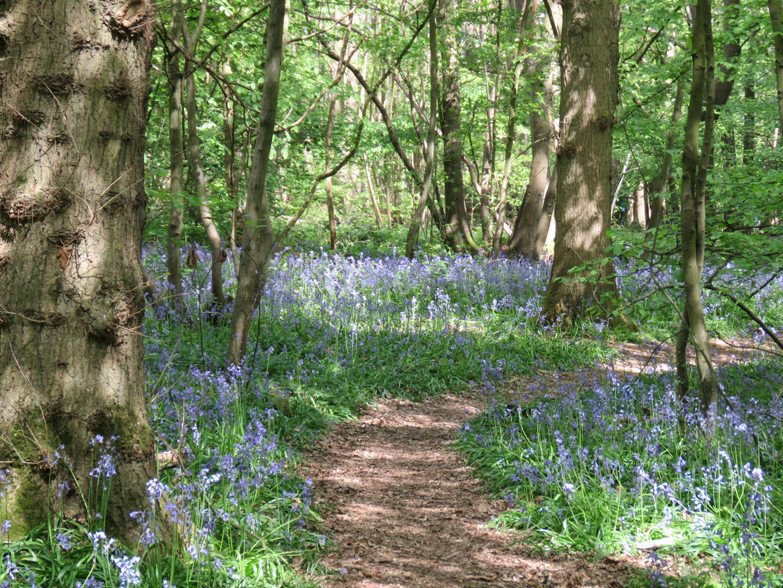 Bluebells.