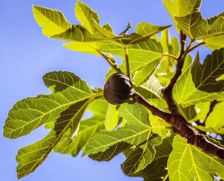 Fig tree with fig.