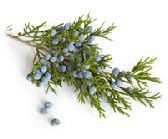 Juniper with juniper berries.