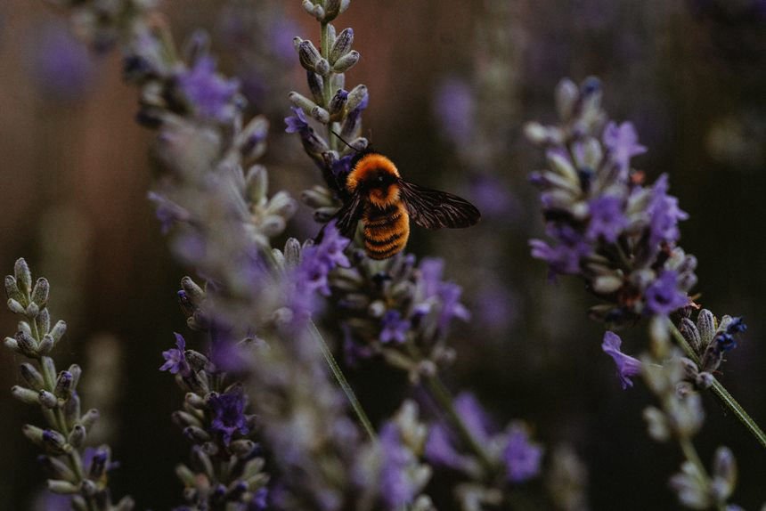 Bumblebee on lavender.