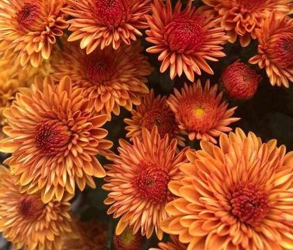 Bright, colorful mums.