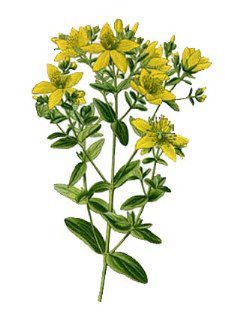 St. John's Wort.