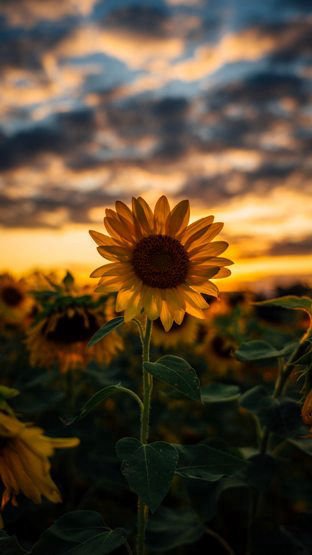 Sunflowers on a cloudy day.